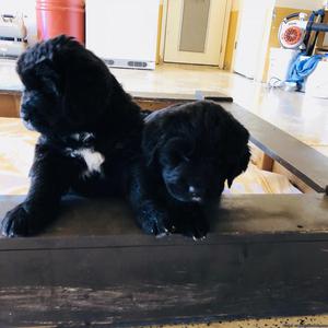 Akc Newfoundland puppies