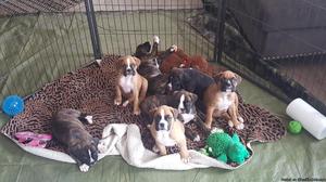 Boxer puppies