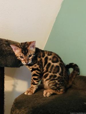 F3 Bengal Kitten