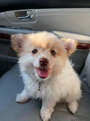 Lost pomeranian mix puppy (white with brown spots)
