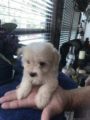 Maltipoo pup