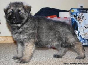 Shiloh Shepherd Puppies for Sale