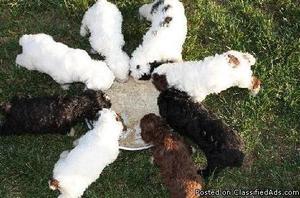 Spanish Water Dog Puppies for Sale