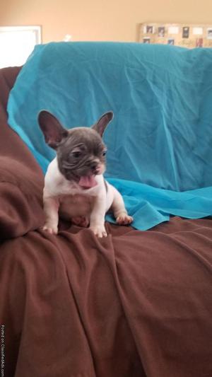 2 month old French bulldog
