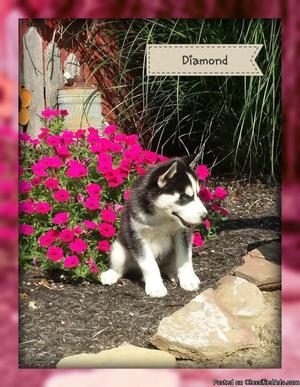Diamond: Female AKC Siberian Husky