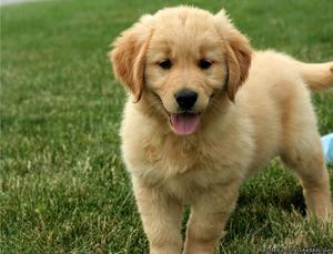 Golden Retriever Puppies for Sale