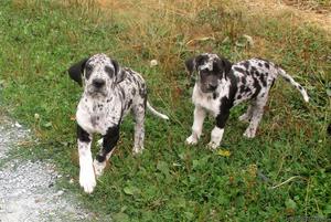 Great Dane pups