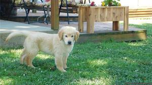 Golden Retriever Puppies for Sale