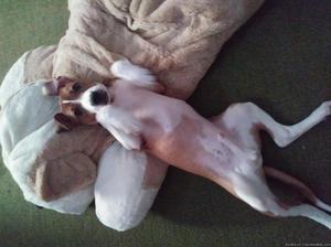 Pitbull puppy 5 months