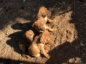 Rhodesian Ridgeback puppies