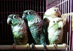 turquoise green cheek conures