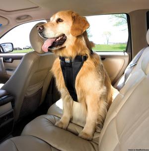 Buy Dog Car Safety Accessories