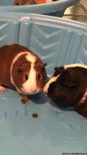 Guinea pig