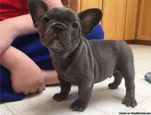 French Bulldog Puppies for Sale