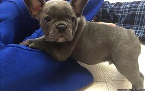 French Bulldog Puppies for Sale