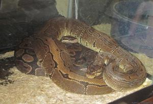 TWO Snakes 1, Normal & 1, Pinstrip Morf For Sale + A Tank