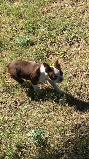 FOUR HIGH QUALITY BOSTON TERRIERS FOR SALE
