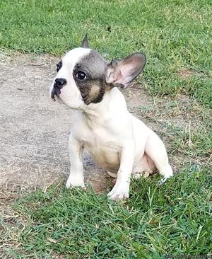 French Bull dog puppies