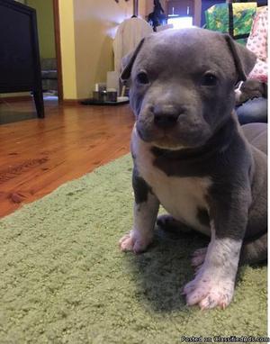 6 beautiful pitbull's puppies FOR SALE