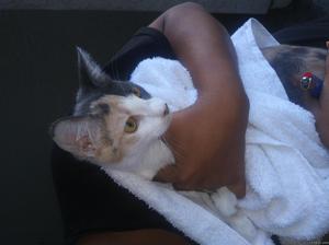 Adorable Calico Kitten