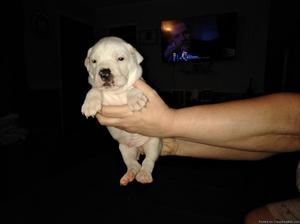 CKC English bulldog puppies