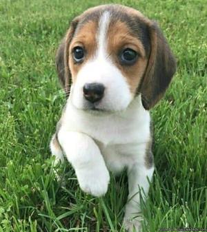 Chocolate beagle puppy