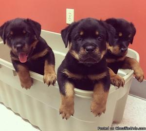 Vet checked rotweiller puppies ready fornyou