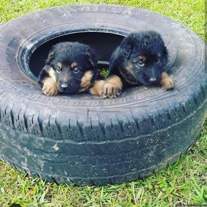 Black and Tan German Shepherd Puppies