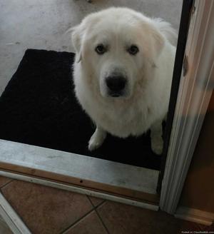 Great Pyrenees to good home
