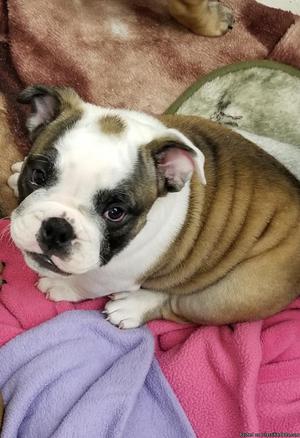 10 week old English bulldog pup