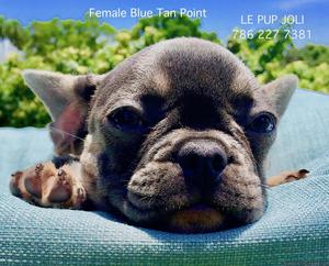 AKC French Bulldog- BLUE FEMALE