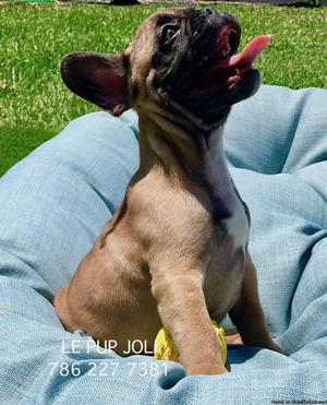 AKC French Bulldog Puppy- MALE