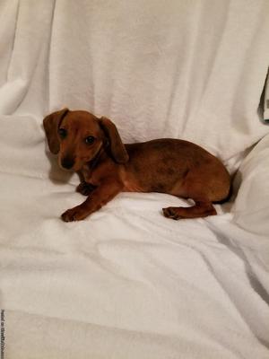 Full-blooded Dachshund Puppy for Sale
