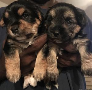 Cute cuddly Morkies for sale