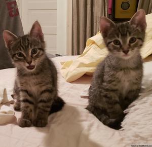 Half bangle kittens