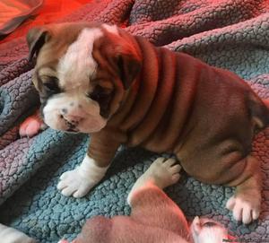 Olde English Bulldogge- Female Sable