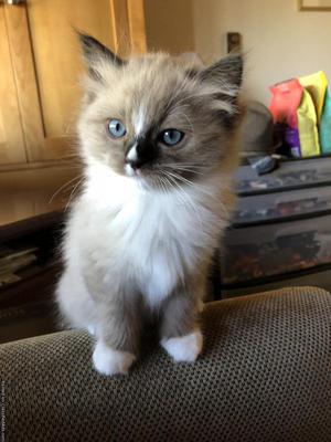 Purebred Ragdoll Kitten