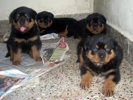 Rotweiller sweet puppies for home keep