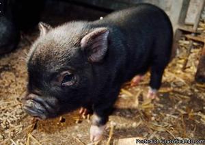 Sweet baby Mini Pig named Emmy