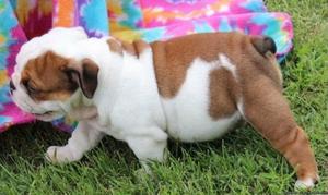 Young English bulldog Puppies for ready for rehoming