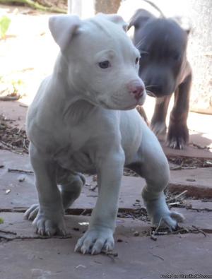 american bully pups sired by monster... mr bones