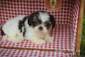 Pepper: Female ACA Shihtzu