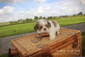 Popcorn: Male ACA Shihtzu