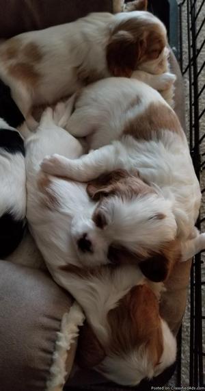 Cavalier King Charles Spaniel puppies