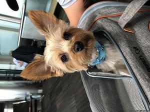 1 year old male yorkie