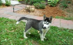 Charming Siberian Husky Puppies For Sale