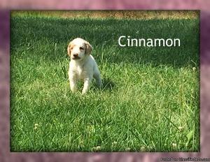 Cinnamon: Female Standard Poodle