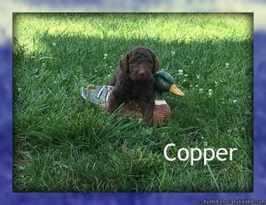 Copper: Male Standard Poodle