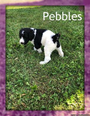 Pebbles: Female Standard Poodle