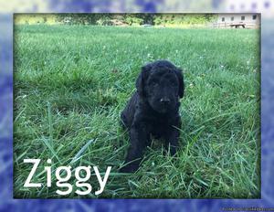 Ziggy: Male Standard Poodle